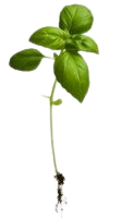 PIANTA.FONDO
